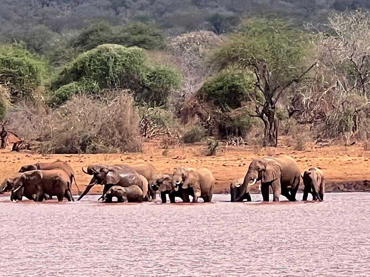 Elefanten ziehen auf der Suche nach Wasser und Nahrung meist in Gruppen umher © WWF Tansania
