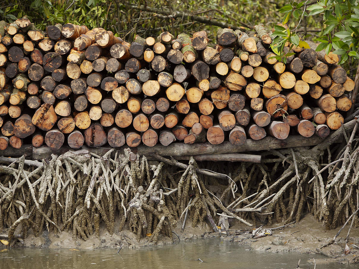 Gerodete Mangroven © Tim Laman / naturepl.com / WWF