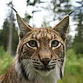 Luchs in Deutschland © Robert Günther / WWF