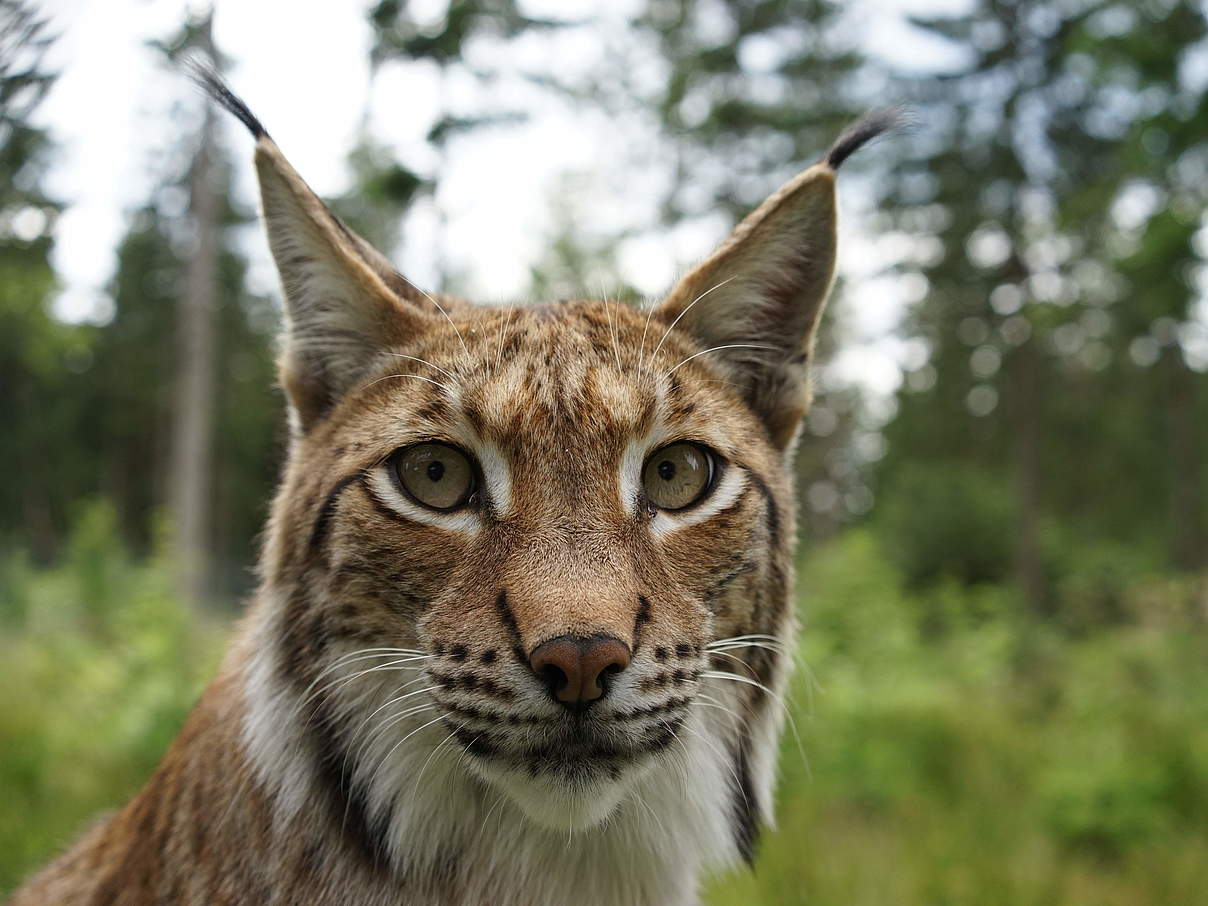 Luchs in Deutschland © Robert Günther / WWF