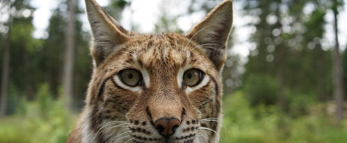 Luchs in Deutschland © Robert Günther / WWF