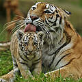 Tigerkind mit Tigermutter © Ola Jennersten / WWF Sweden