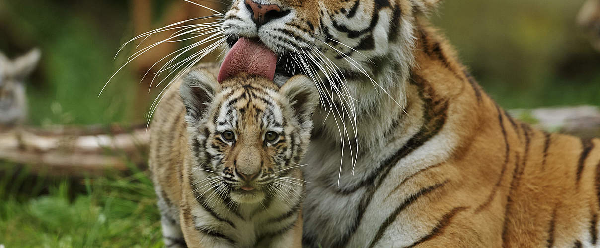Tigerkind mit Tigermutter © Ola Jennersten / WWF Sweden
