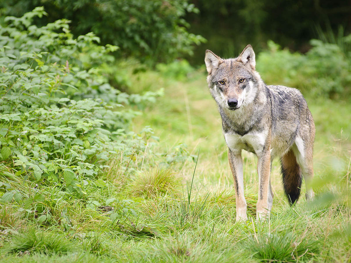 Wolf © iStock Getty Images