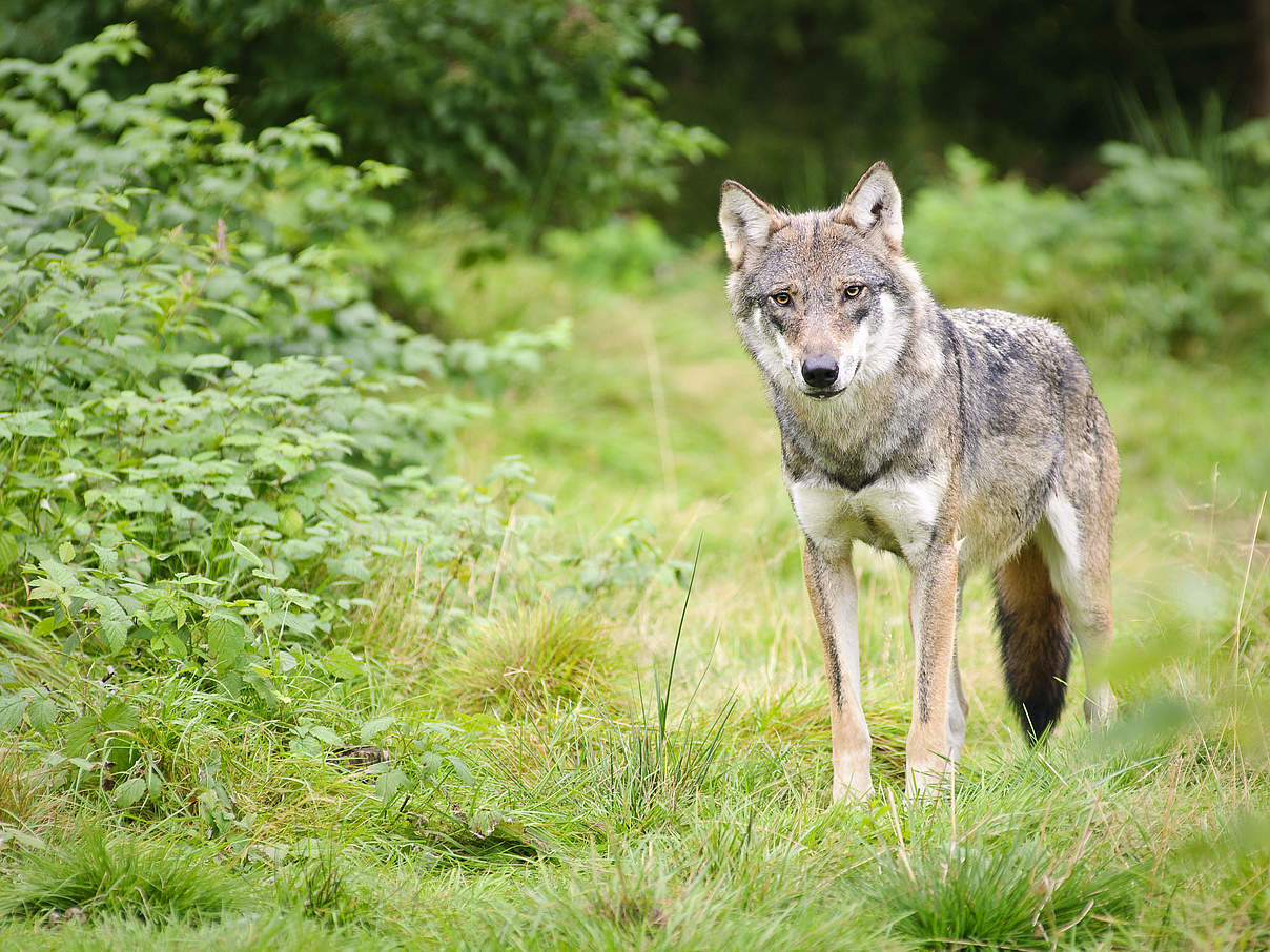 Wolf © iStock Getty Images