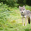 Wolf © iStock Getty Images