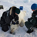 Eisbär wird GPS-Sender angelegt © Canon / Brutus Östling / WWF-Sweden