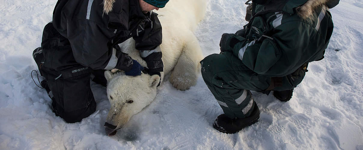 Eisbär wird GPS-Sender angelegt © Canon / Brutus Östling / WWF-Sweden