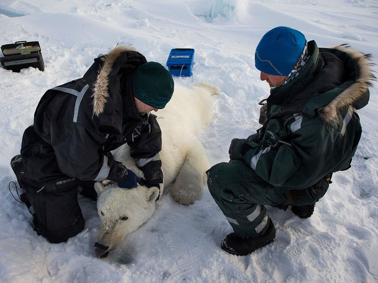 Eisbär wird GPS-Sender angelegt © Canon / Brutus Östling / WWF-Sweden