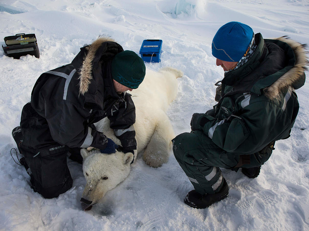 Eisbär wird GPS-Sender angelegt © Canon / Brutus Östling / WWF-Sweden