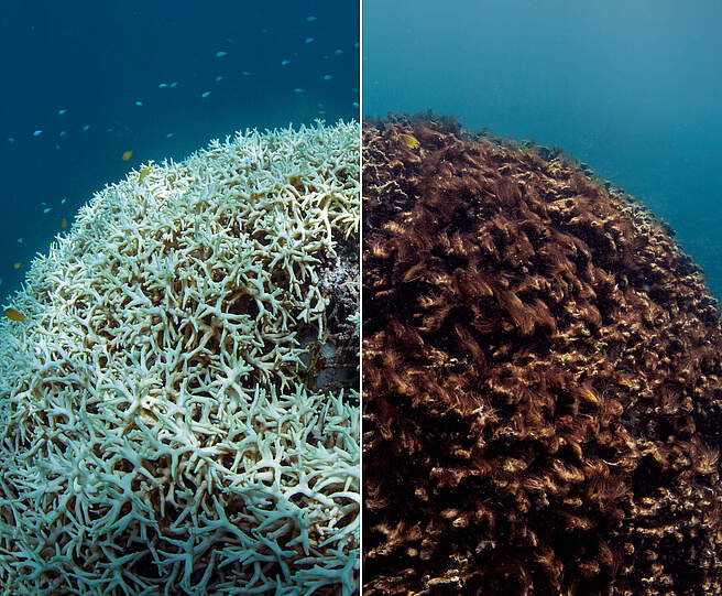 Vorher und Nachher: Korallenbleiche bei Lizard Island am Great Barrier Reef 2016 