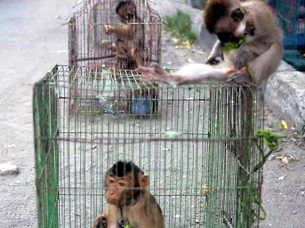Makaken auf einem indonesischen Markt © Traffic SE Asia / Chris R. Shepherd
