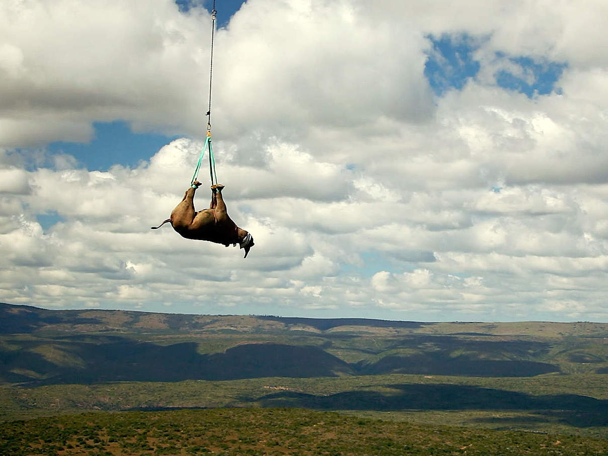 Nashorn Transport © Green Renaissance / WWF