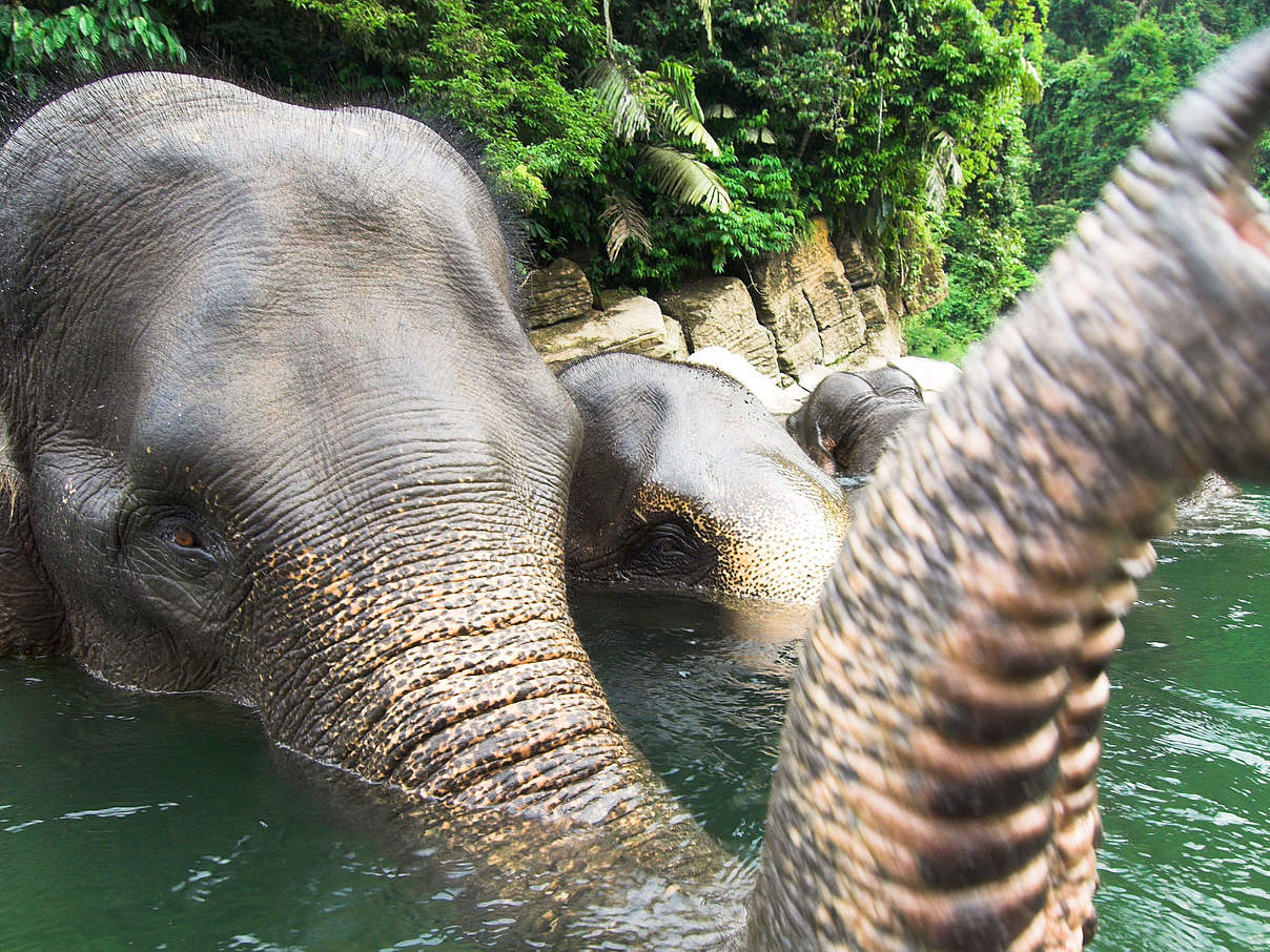 Sumatra-Elefant © naturepl.com / Nick Garbutt / WWF