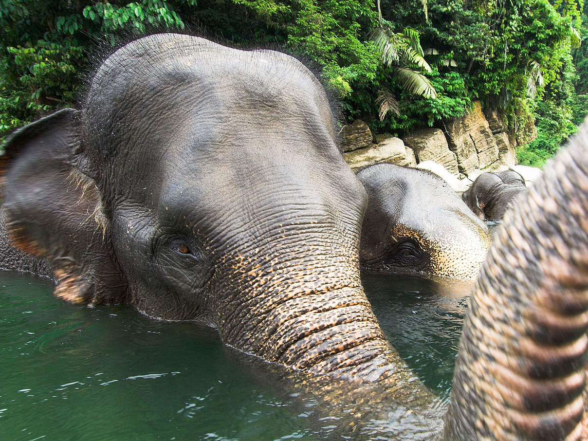 Sumatra-Elefant © naturepl.com / Nick Garbutt / WWF