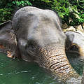 Sumatra-Elefant © naturepl.com / Nick Garbutt / WWF