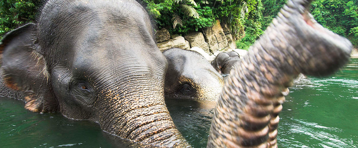 Sumatra-Elefant © naturepl.com / Nick Garbutt / WWF