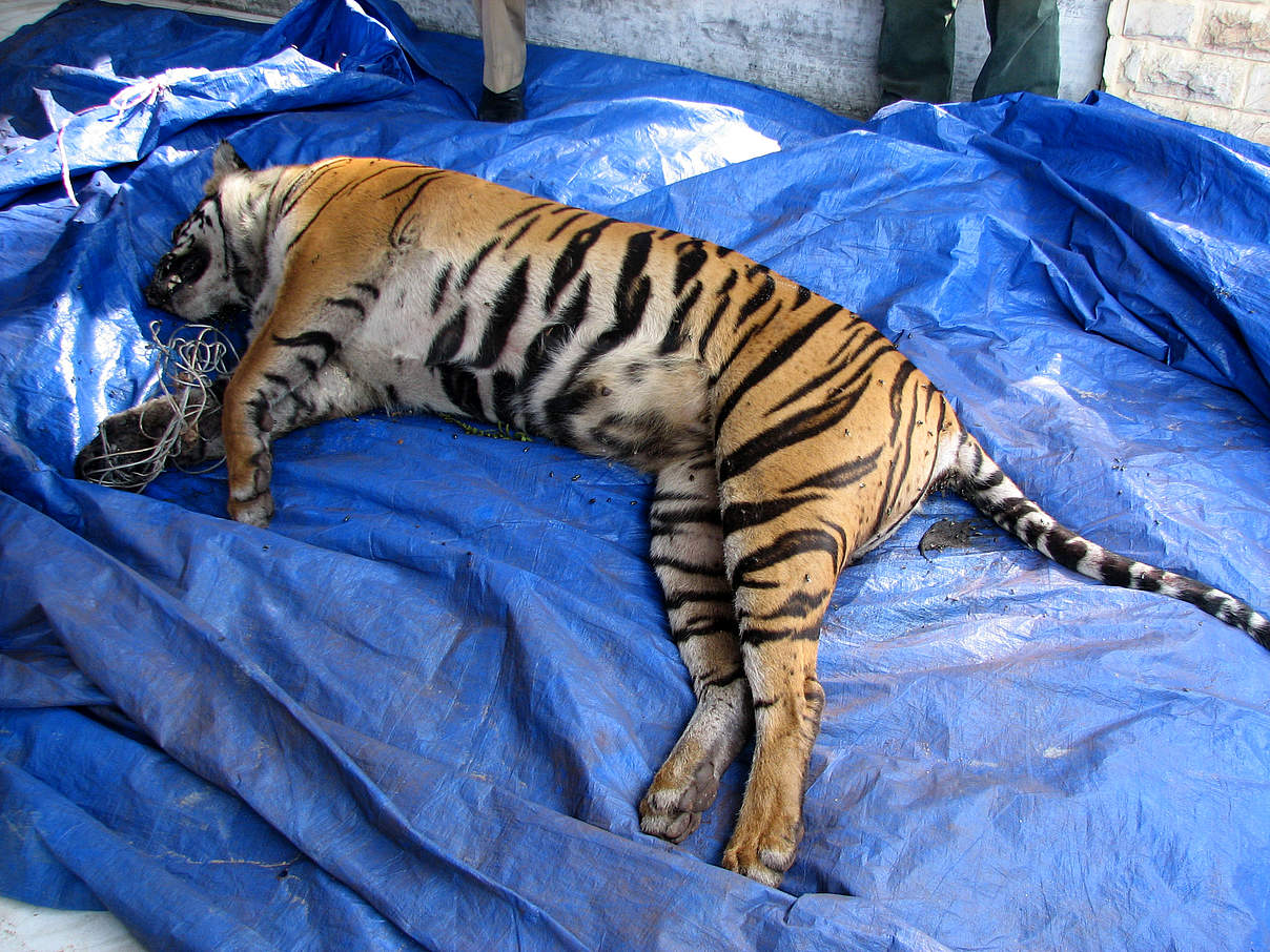 Gewilderter Sumatra-Tiger, der in einer Schlingfalle entdeckt wurde © WWF-Indonesia / Osmantri