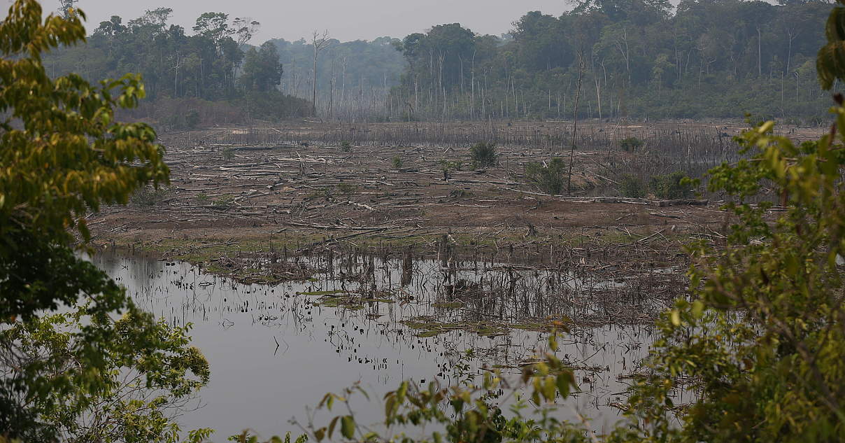 Bedrohung Regenwald in Amazonien | WWF