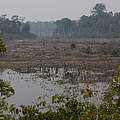 Waldbrand © WWF-Brasil