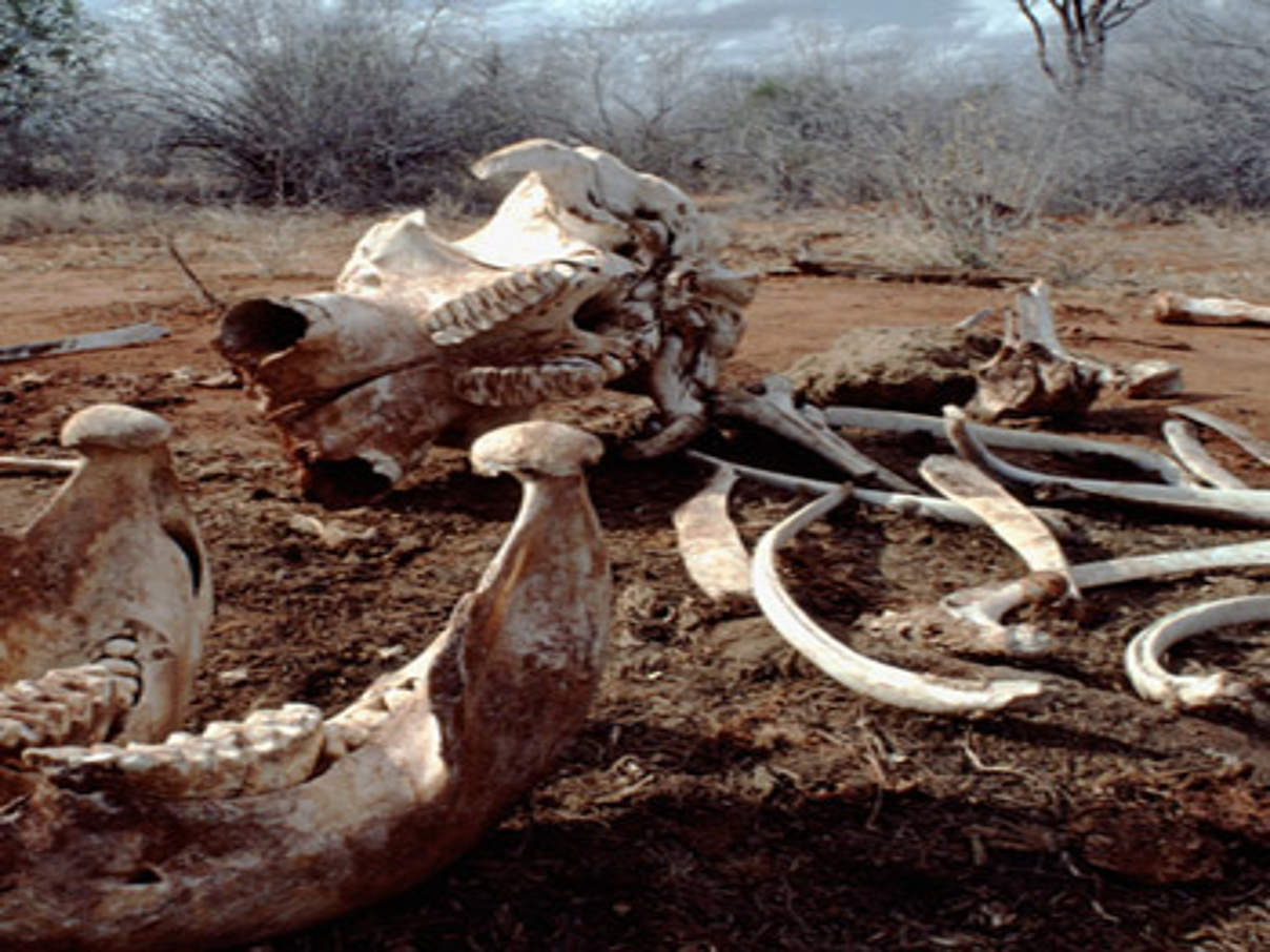 Knochen eines gewilderten Elefanten © naturepl.com