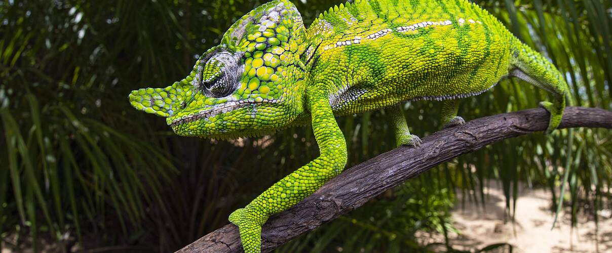 Chamäleon männlich (Furcifer voeltzkowi), Wiederentdeckung nach über 100 Jahren, Mahajanga, Madagaskar, Afrika *** Chame