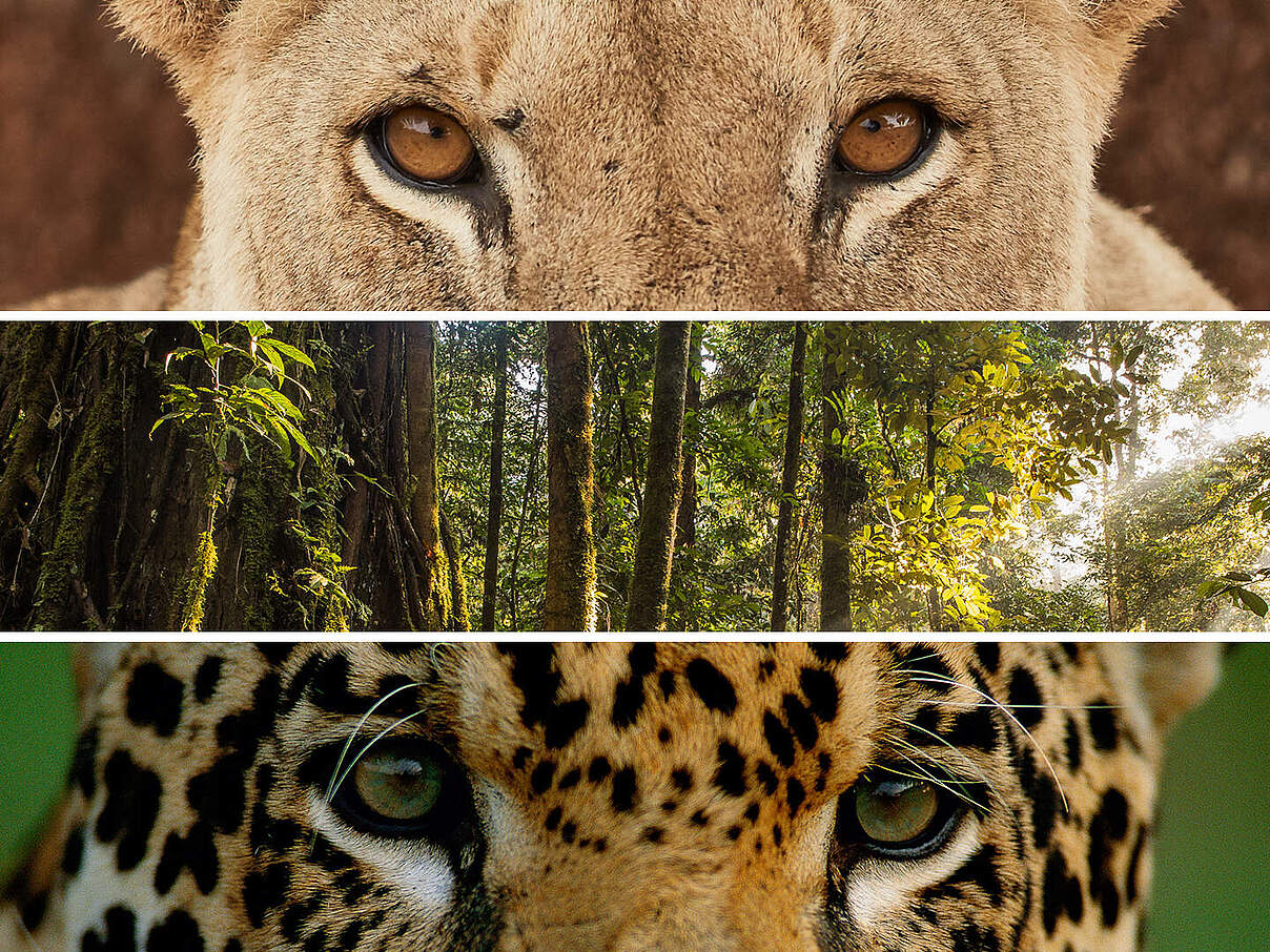 Collage von Closeups für TV-Spot 