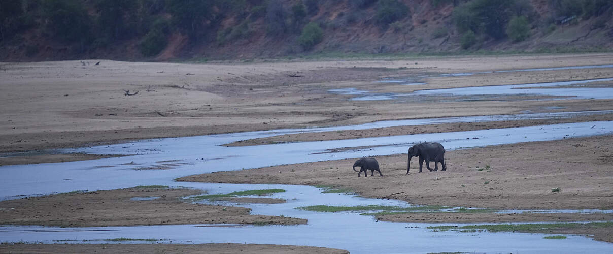 Zimbabwe Wildlife Drought