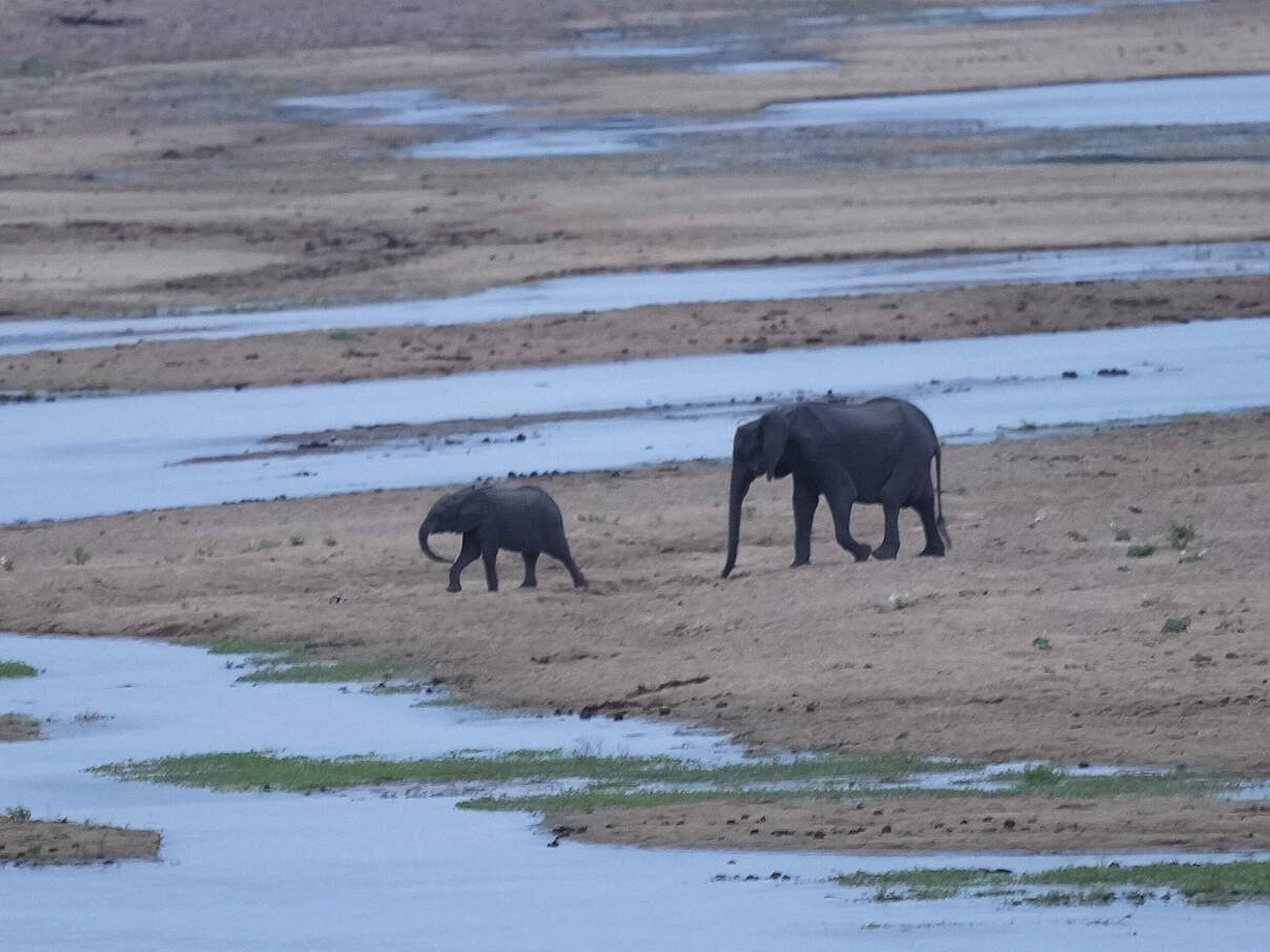 Zimbabwe Wildlife Drought