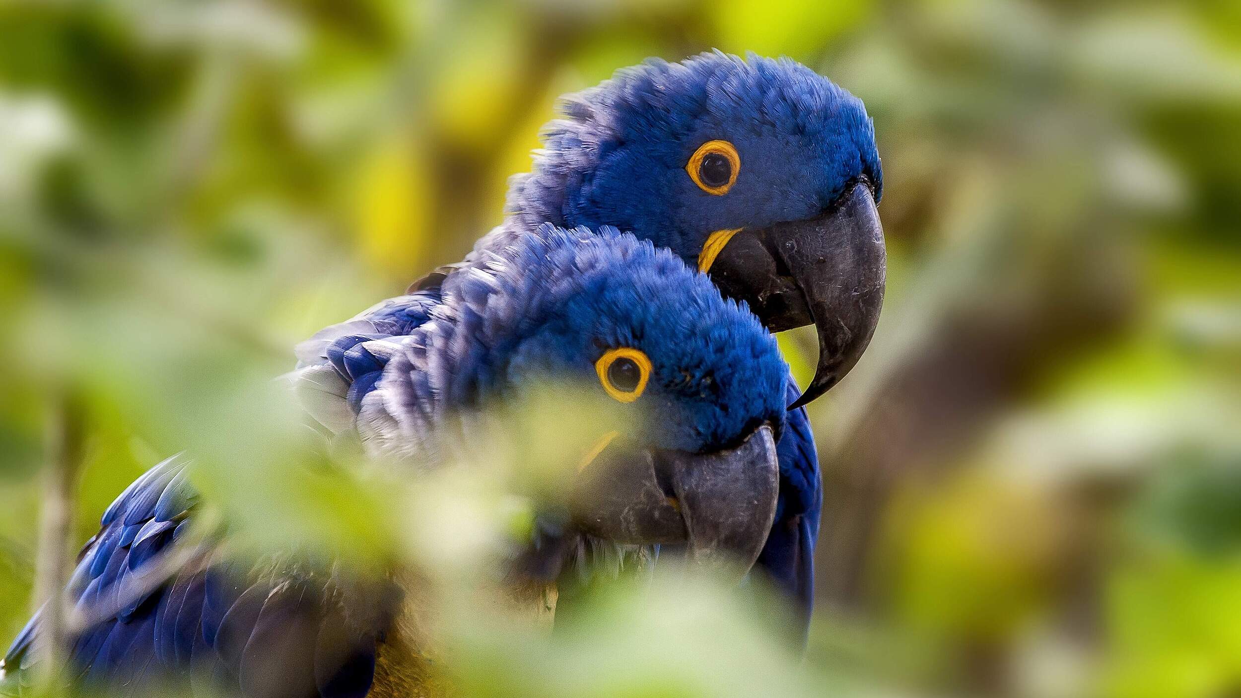 Auch die prächtigen Papageien im Cerrado sind durch die Abholzung bedroht © imago images / Leonardo Merçon/ VWPics