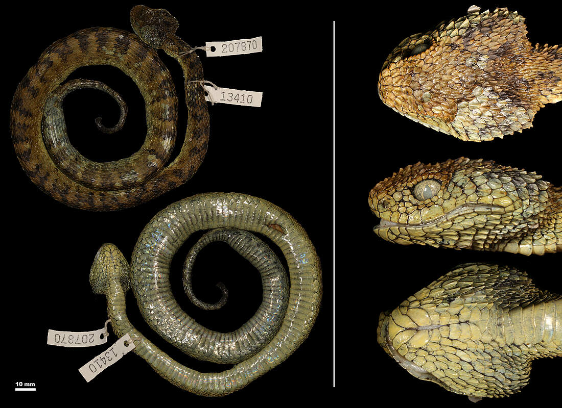 Buschviper (Atheris hetfieldi) © Luis Ceríaco
