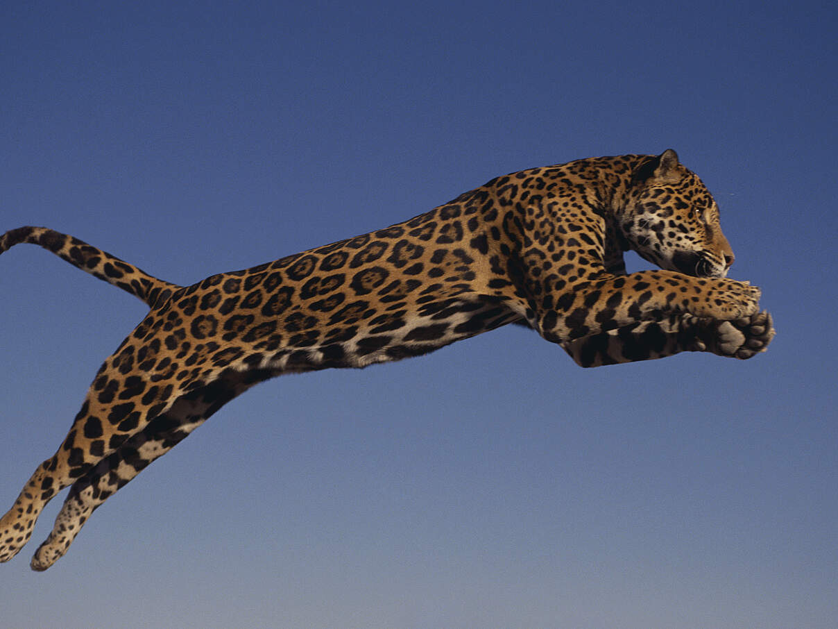Jaguar im Sprung