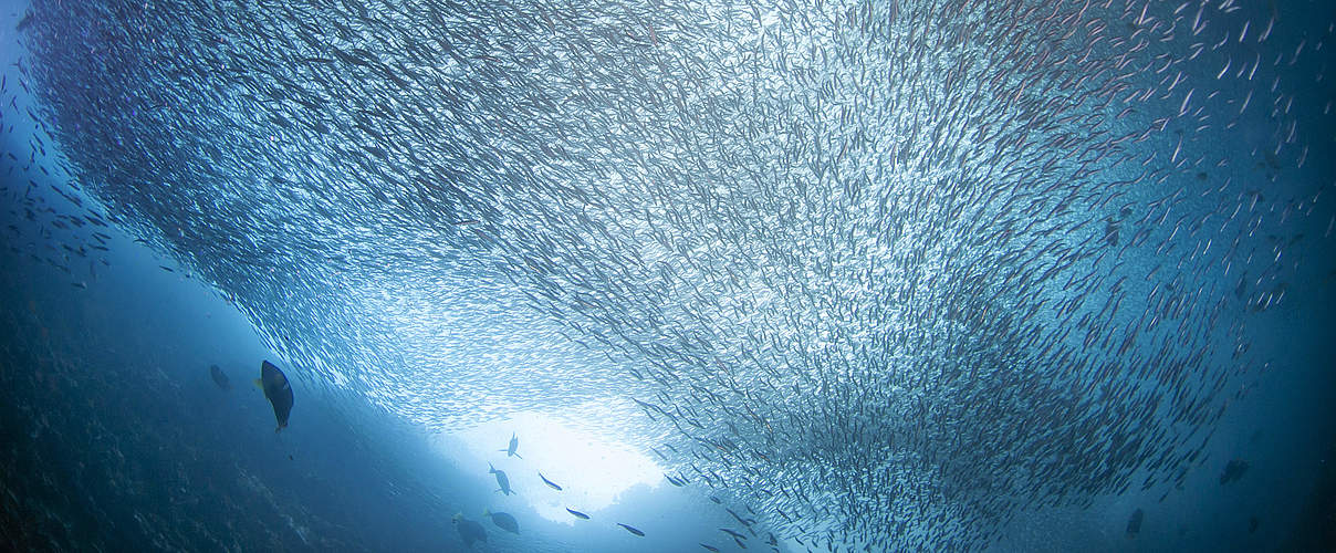Sardinen-Fischschwarm Ecuador © Antonio Busiello / WWF US