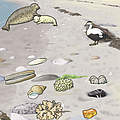 Sticker-Safari Strand © Michael Papenberg / WWF