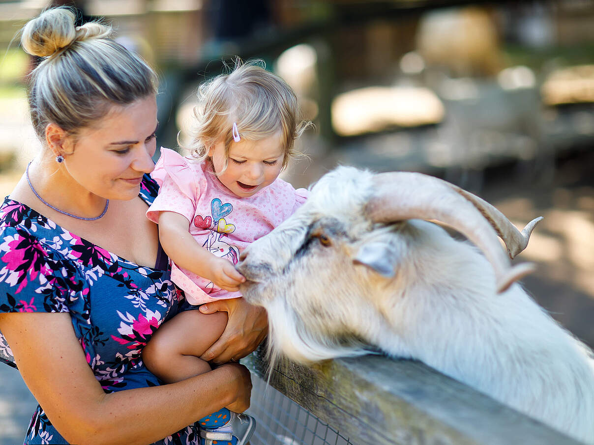Eine Mutter mit Kind füttert eine Ziege in einem Streichelzoo © romrodinka/iStock/GettyImages Eine Mutter mit Kind füttert eine Ziege in einem Streichelzoo © romrodinka/iStock/GettyImages