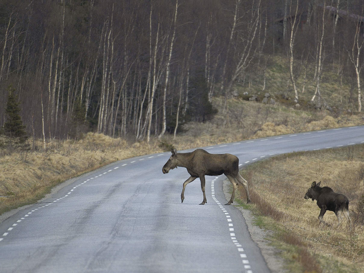 Wildtiere im Straßenverkehr © Staffan Widstrand / WWF