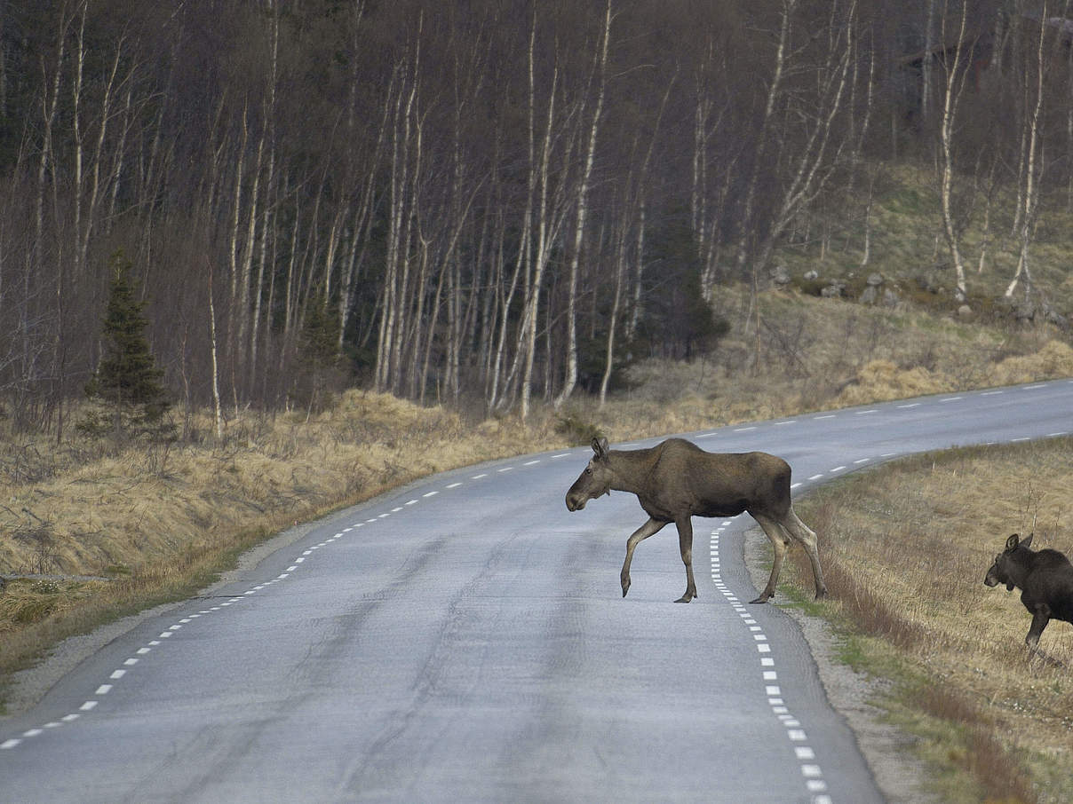 Wildtiere im Straßenverkehr © Staffan Widstrand / WWF