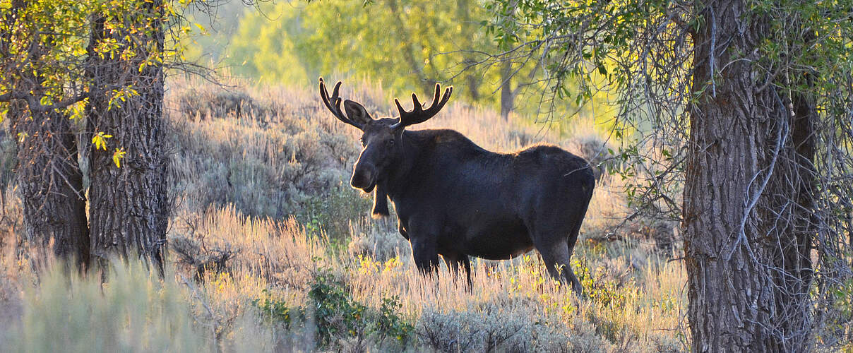 Elch im Park Wyoming © Robert Bauer