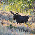 Elch im Park Wyoming © Robert Bauer