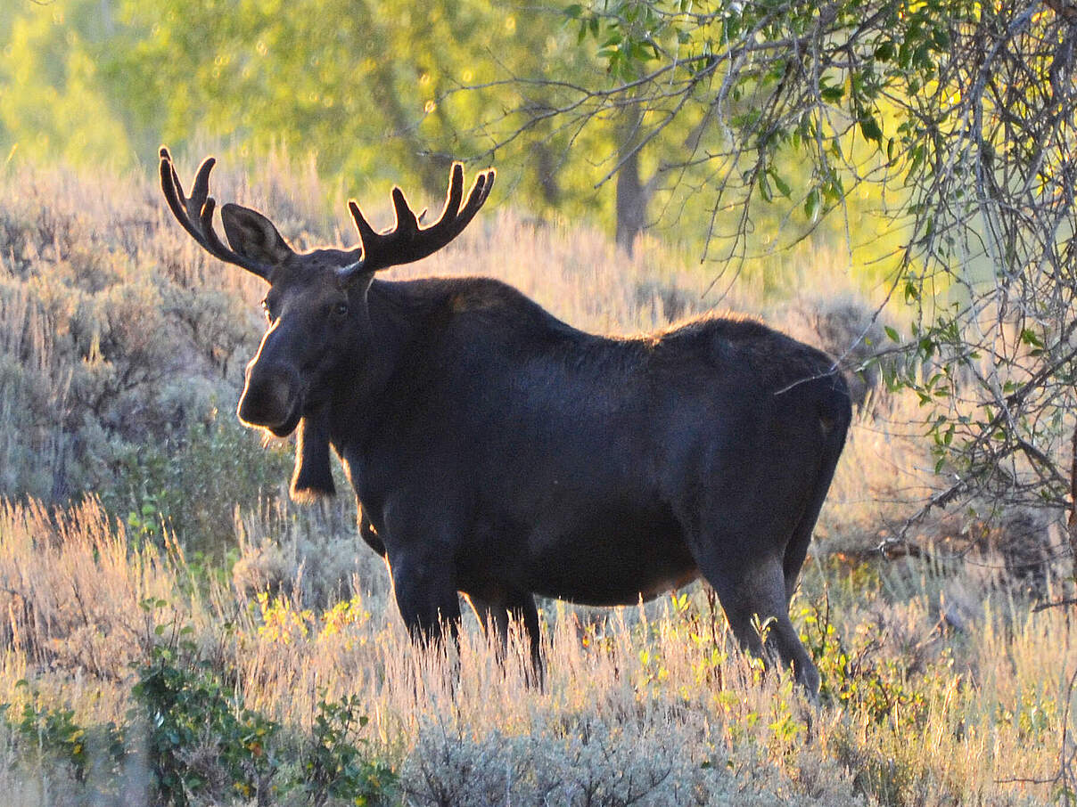 Elch im Park Wyoming © Robert Bauer