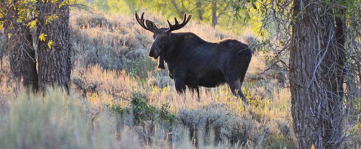 Elch im Park Wyoming © Robert Bauer