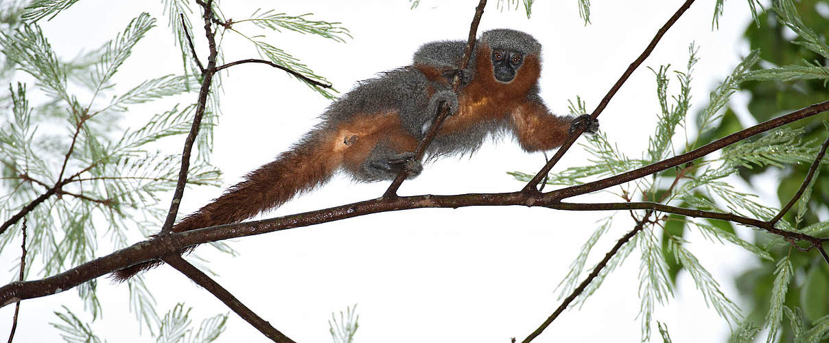 Der Feuerschwänzige Springaffe © Adriano Gambarini / WWF