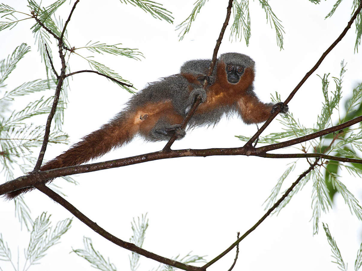 Der Feuerschwänzige Springaffe © Adriano Gambarini / WWF