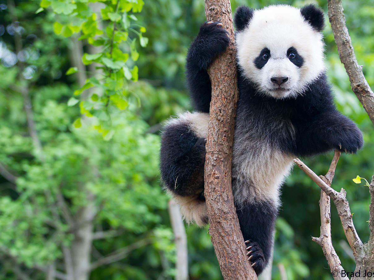 Großer Panda © Brad Josephs
