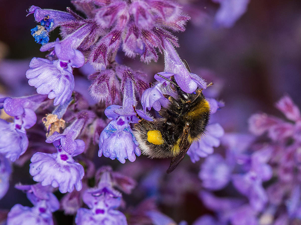 Hummel an einer Blüte © Ola Jennersten / WWF-Sweden