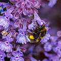 Hummel an einer Blüte © Ola Jennersten / WWF-Sweden