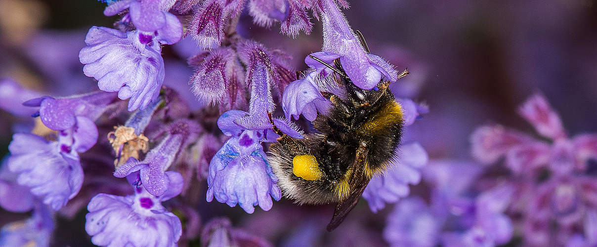 Hummel an einer Blüte © Ola Jennersten / WWF-Sweden