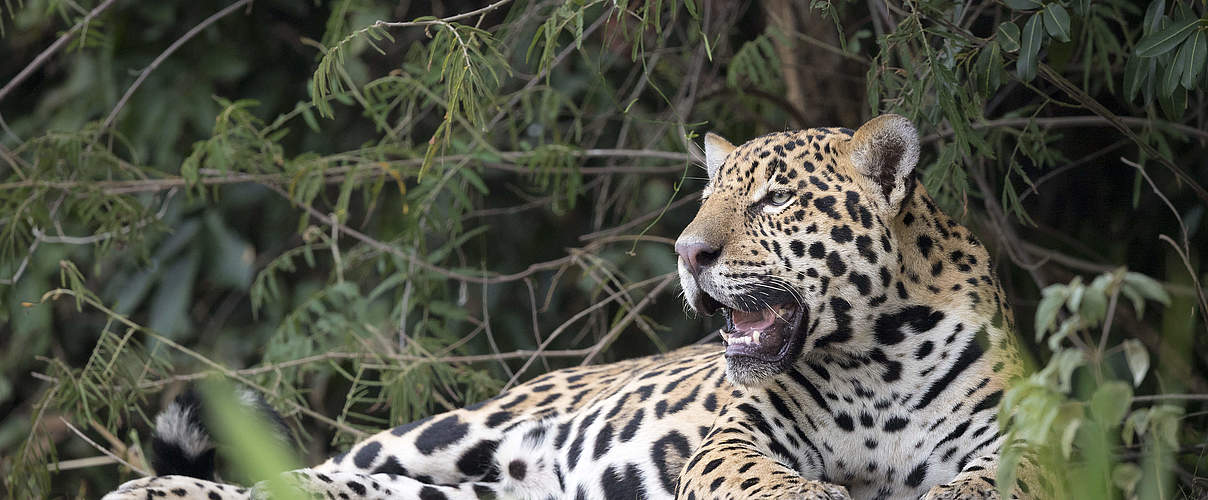 Jaguar in Südamerika © Richard Barrett / WWF-UK