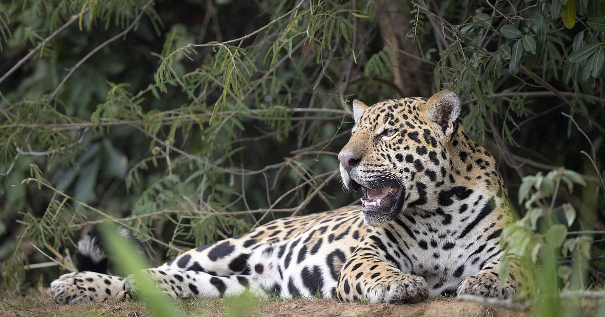 Jaguar