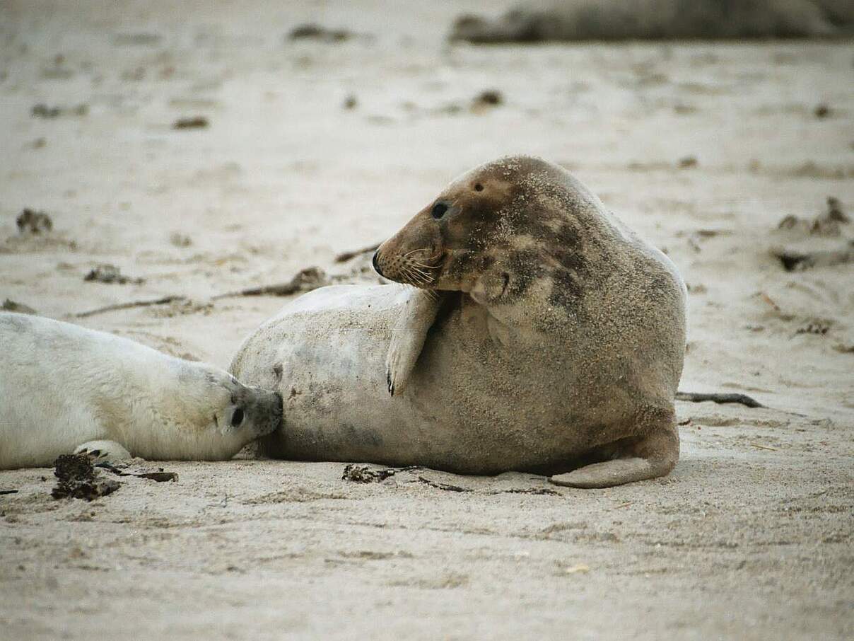 Mutter mit säugendem Jungtier auf Helgoland © Katrin Wollny-Goerke Mutter mit säugendem Jungtier auf Helgoland © Katrin Wollny-Goerke